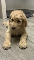 Leroy , a male Goldendoodle for sale in Granger, WA – 2 of 5