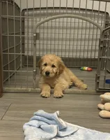 Wally, a male Goldendoodle for sale in Granger, WA – 7 of 10