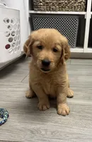 Hudson, a male Golden Retriever for sale in Granger, WA – Photo 7 of 7