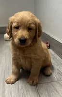 Hudson, a male Golden Retriever for sale in Granger, WA – Photo 4 of 7