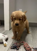 Hudson, a male Golden Retriever for sale in Granger, WA – Photo 5 of 7