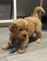 Hudson, a male Golden Retriever for sale in Granger, WA – Photo 1 of 7