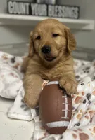 Hudson, a male Golden Retriever for sale in Granger, WA – Photo 2 of 7