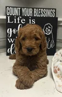 Rocky, a male Goldendoodle for sale in Granger, WA – 2 of 10