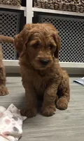 Rocky, a male Goldendoodle for sale in Granger, WA – 3 of 10