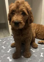 Rocky, a male Goldendoodle for sale in Granger, WA – 4 of 10