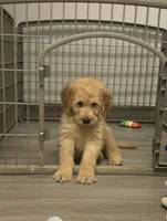 Wally, a male Goldendoodle for sale in Granger, WA – 6 of 10