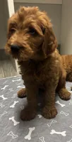 Rocky, a male Goldendoodle for sale in Granger, WA – 10 of 10