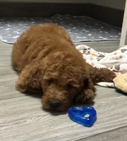 Rocky, a male Goldendoodle for sale in Granger, WA – 8 of 10