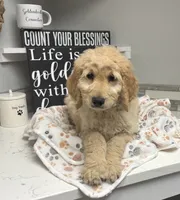 Leroy , a male Goldendoodle for sale in Granger, WA – 3 of 5