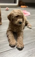Pebbles, a female Goldendoodle for sale in Granger, WA – Photo 3 of 4