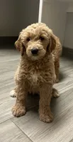 Pebbles, a female Goldendoodle for sale in Granger, WA – Photo 1 of 4