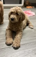 Pebbles, a female Goldendoodle for sale in Granger, WA – Photo 4 of 4