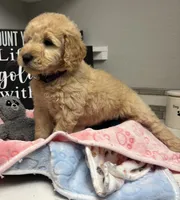 Princess, a female Goldendoodle for sale in Granger, WA – 2 of 4