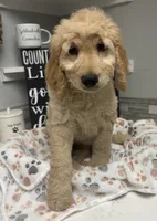 Leroy , a male Goldendoodle for sale in Granger, WA – 4 of 5