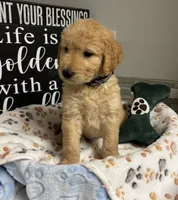 Fred, a male Goldendoodle for sale in Granger, WA – 3 of 4