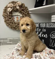 Wally, a male Goldendoodle for sale in Granger, WA – 9 of 10