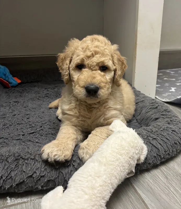 Larry – Goldendoodle puppy for sale in Granger, WA
