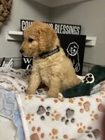 Fred, a male Goldendoodle for sale in Granger, WA – 4 of 4