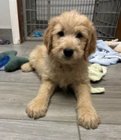 Chip, a male Goldendoodle for sale in Granger, WA – 5 of 6
