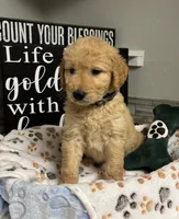 Fred, a male Goldendoodle for sale in Granger, WA – 2 of 4