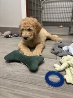 Eddie, a male Goldendoodle for sale in Granger, WA – 5 of 5