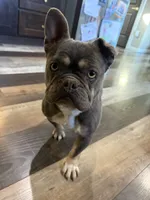 Hazel, a female French Bulldog for sale in Granger, WA – 4 of 6
