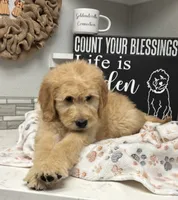 Wally, a male Goldendoodle for sale in Granger, WA – 3 of 10