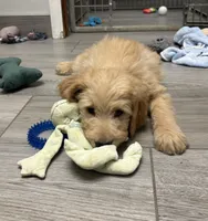 Chip, a male Goldendoodle for sale in Granger, WA – 3 of 6