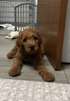 Rocky, a male Goldendoodle for sale in Granger, WA – 5 of 10
