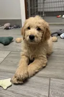 Chip, a male Goldendoodle for sale in Granger, WA – 4 of 6