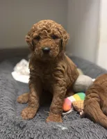 Jax, a male Goldendoodle for sale in Granger, WA – Photo 2 of 3