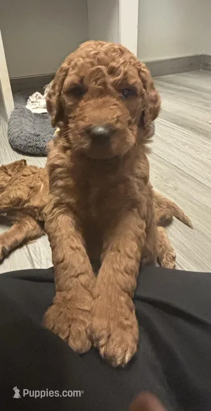 Jax – Goldendoodle puppy for sale in Granger, WA