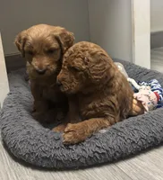 Jax, a male Goldendoodle for sale in Granger, WA – Photo 3 of 3