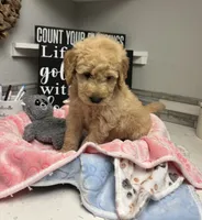 Princess, a female Goldendoodle for sale in Granger, WA – 4 of 4
