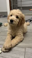 Chip, a male Goldendoodle for sale in Granger, WA – 1 of 6