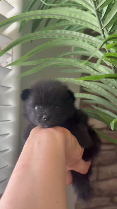  Lucy, a female Pomeranian for sale in Bakersfield, CA – 2 of 3