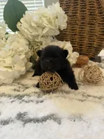 AKC Mina, a female Pomeranian for sale in Bakersfield, CA – 4 of 4