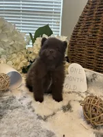 Sophie , a female Pomeranian for sale in Bakersfield, CA – 3 of 3