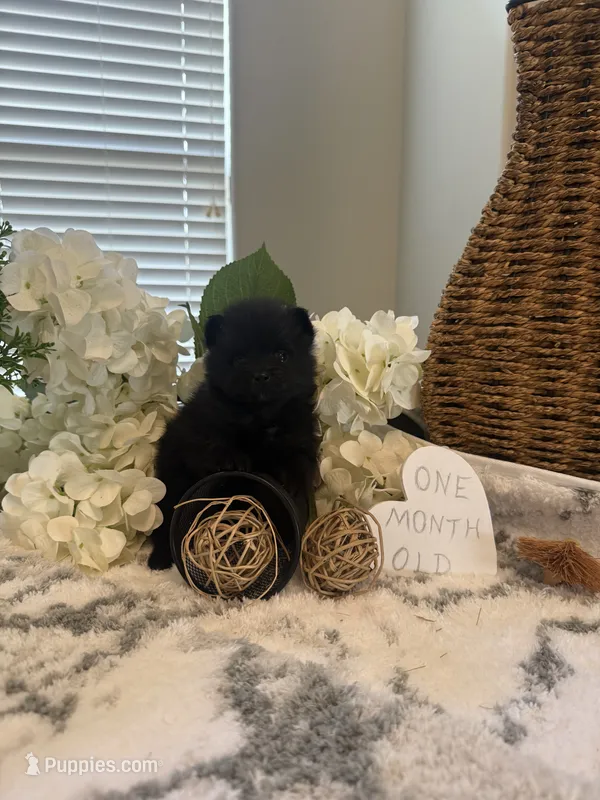 AKC Mina – Pomeranian puppy for sale in Bakersfield, CA