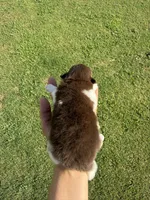 AKC Jerry, a male Pomeranian for sale in Bakersfield, CA – 3 of 3