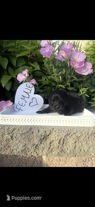 Lucy – Pomeranian puppy for sale in Bakersfield, CA