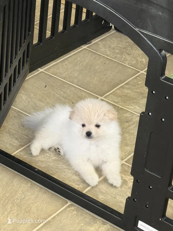 Tomas – Pomeranian puppy for sale in Bakersfield, CA