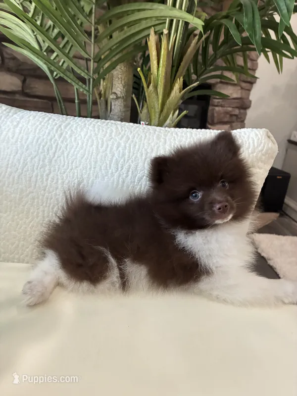  Jerry – Pomeranian puppy for sale in Bakersfield, CA