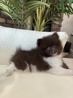  Jerry, a male Pomeranian for sale in Bakersfield, CA – 1 of 4