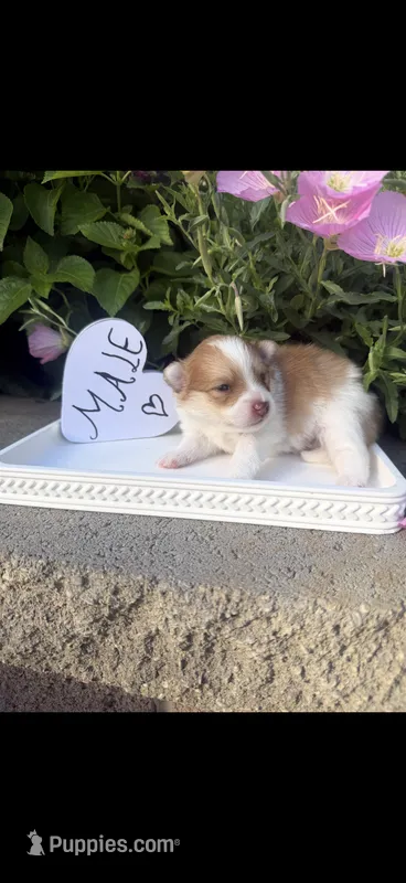 Tom – Pomeranian puppy for sale in Bakersfield, CA