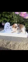 Tom, a male Pomeranian for sale in Bakersfield, CA – 1 of 1