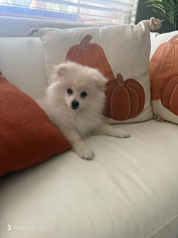 Camilo  – Pomeranian puppy for sale in Bakersfield, CA