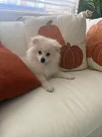 Camilo , a male Pomeranian for sale in Bakersfield, CA – 4 of 4
