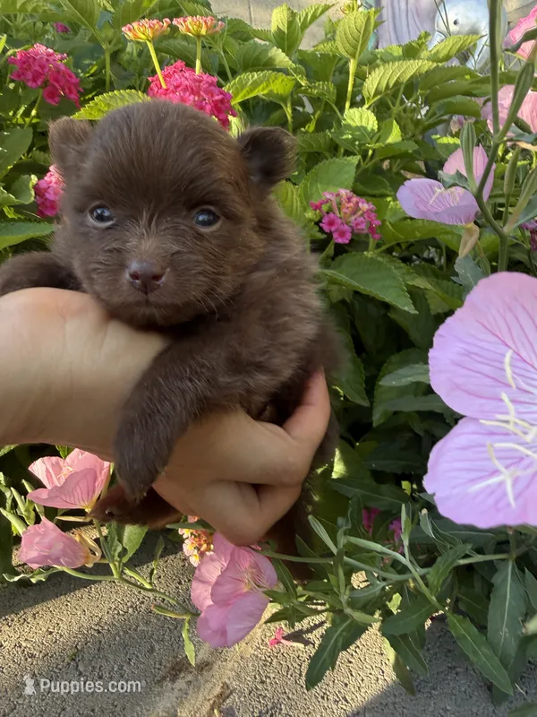 Sophie  – Pomeranian puppy for sale in Bakersfield, CA